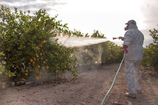 Best Flea Control Services  in Hercules, CA