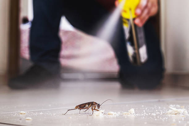 Best Termite Control Services  in Hercules, CA